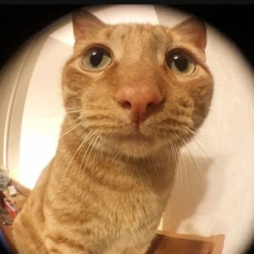 Sticker Piwek by @gostickerbot - 3