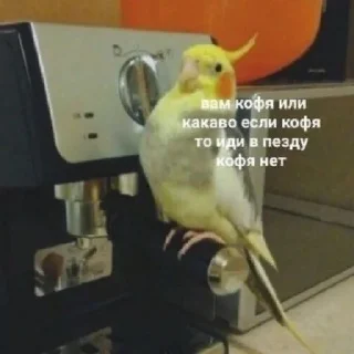 Sticker Асрор Мем by @stikerimbot - 10