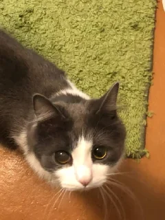 Sticker СТИКЕРЫ С ЛЮБИМЫМ КУЗЕЙ - 1