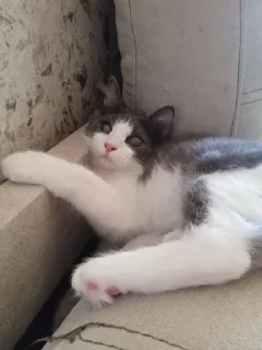 Sticker СТИКЕРЫ С ЛЮБИМЫМ КУЗЕЙ - 7