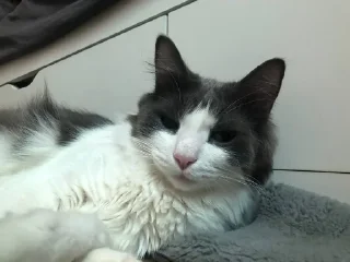 Sticker СТИКЕРЫ С ЛЮБИМЫМ КУЗЕЙ - 0