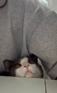 Sticker СТИКЕРЫ С ЛЮБИМЫМ КУЗЕЙ - 4