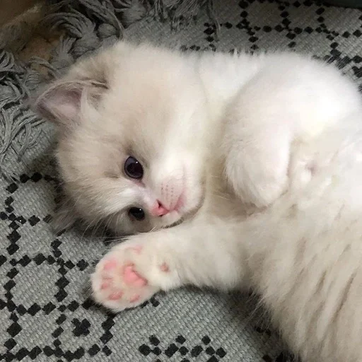 животное млекопитающее кошка