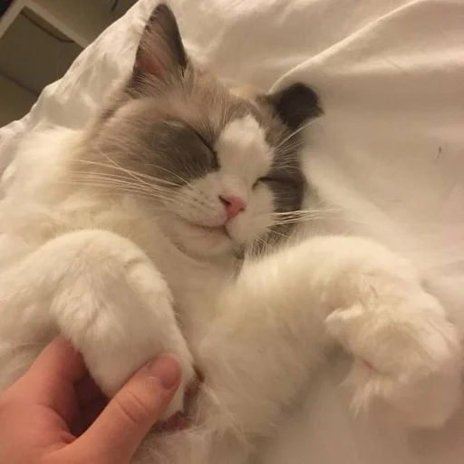 комнатный кошки малого и среднего размера кошка