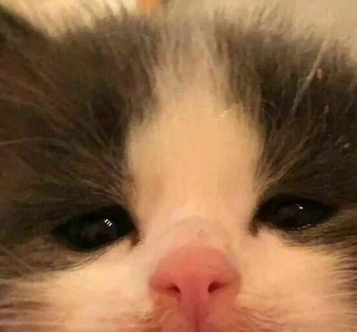 млекопитающее животное кошка