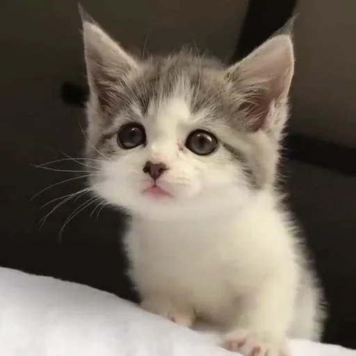 животное млекопитающее кошка