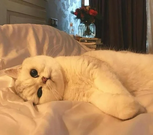 комнатный кошачьи животное