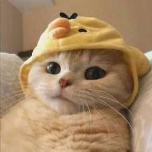 кошки малого и среднего размера комнатный шляпа