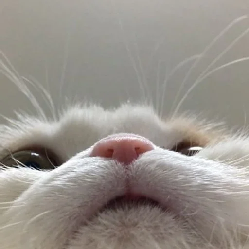 млекопитающее животное домашняя кошка