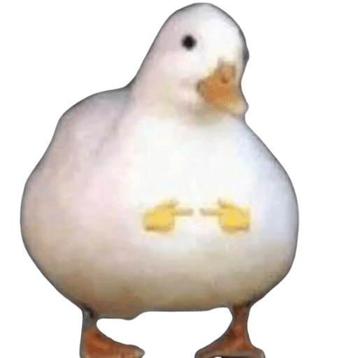 Sticker pashq's 🐽 - 10