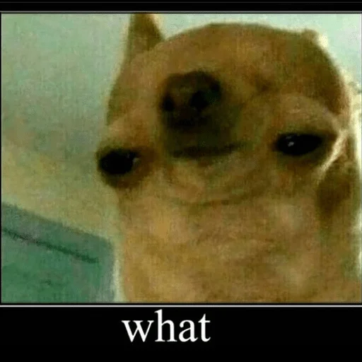 Sticker pashq's 🐽 - 8