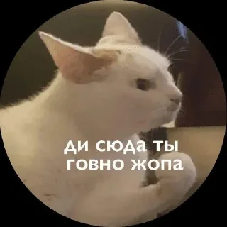 Стикер мои стикеры - 10