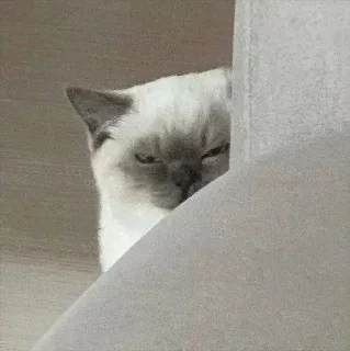 Стикер мои стикеры - 7