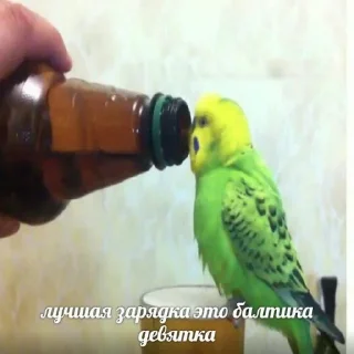 Стикер Стикерсы @TgEmodziBot - 2