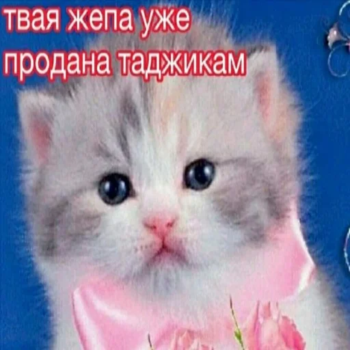 аче для твоих переписок - 