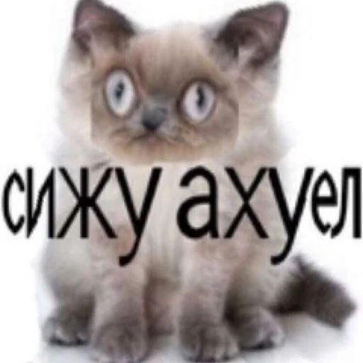 Стикер аче для твоих переписок - 10