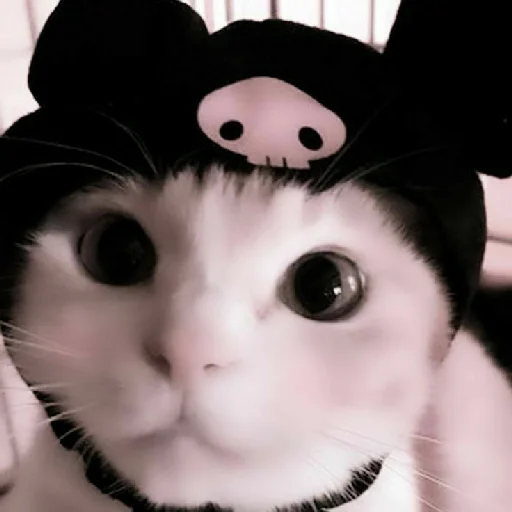 млекопитающее кошки малого и среднего размера кошачьи