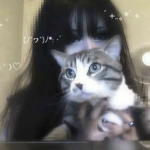 кошка животное млекопитающее