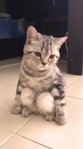 Стикер стэньте котиков вуву :: @fStikBot - 9