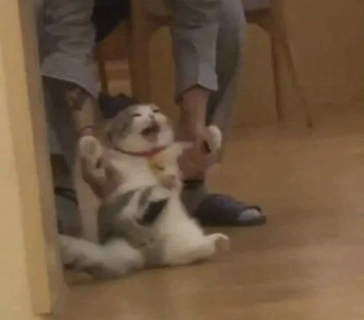 Стикер стэньте котиков вуву :: @fStikBot - 4