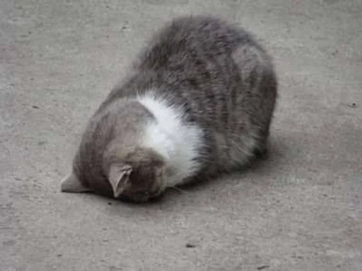 Стикер стэньте котиков вуву :: @fStikBot - 2