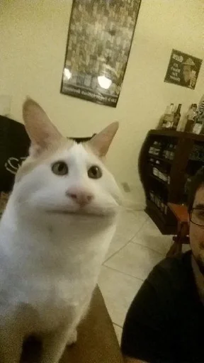 Стикер стэньте котиков вуву :: @fStikBot - 1