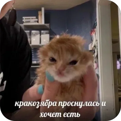 Стикер stikery_tut_f4ee1_by_TgEmodziBot - 1