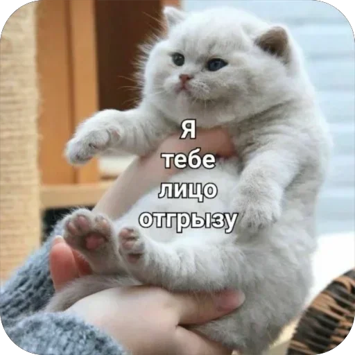 Стикер stikery_tut_f4ee1_by_TgEmodziBot - 1