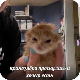 Стикер @yaziktembot <--- стикеры тут - 10