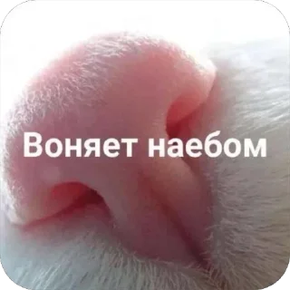 Стикер @yaziktembot <--- стикеры тут - 4