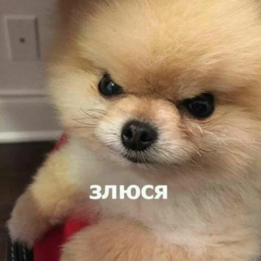 животное млекопитающее домашнее животное