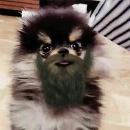 млекопитающее животное мех