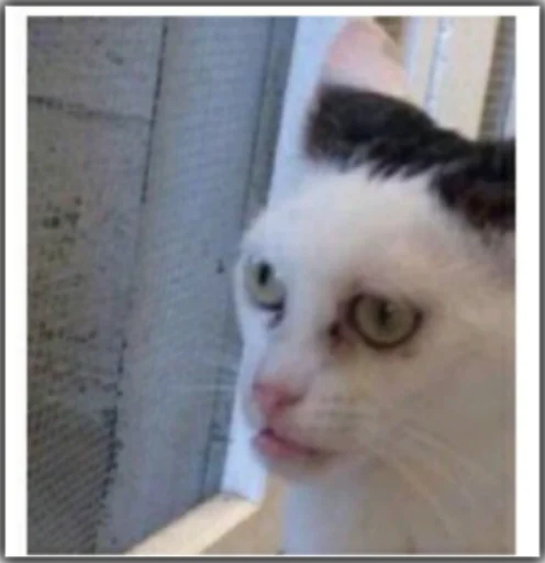 Sticker stoopdogg - 1