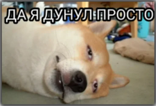 Sticker stoopdogg - 1