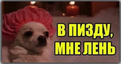 Sticker stoopdogg - 1