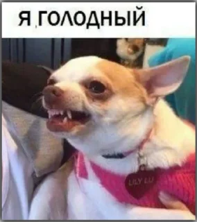 Sticker @stoopdog - 7