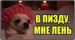 Sticker @stoopdog - 1