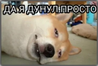 Sticker @stoopdog - 9