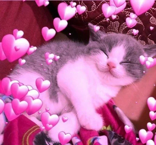 кошки малого и среднего размера розовый пурпурный