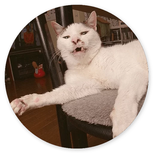 млекопитающее животное кошка