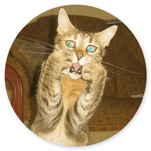 animal cat domestic cat