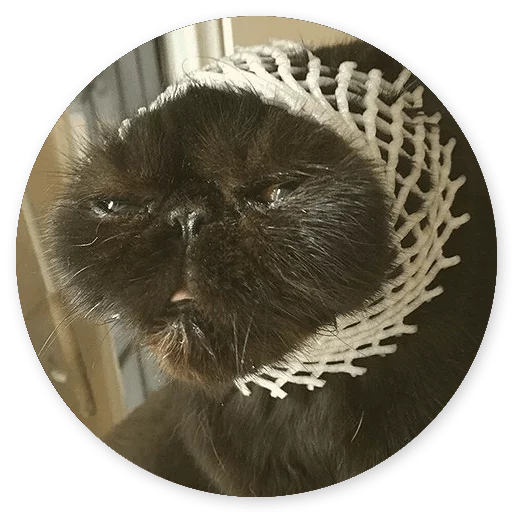 млекопитающее кошка комнатный