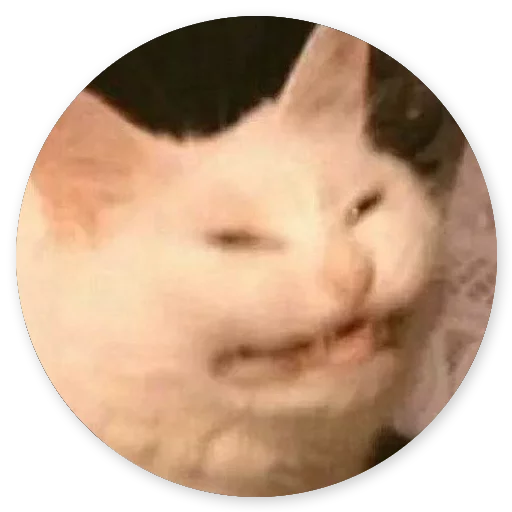 животное млекопитающее кошка