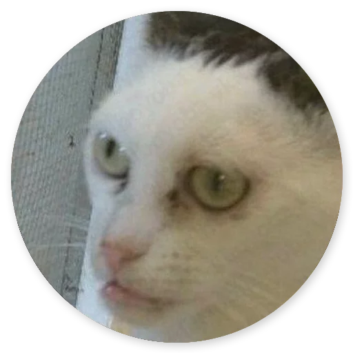 mammal animal small to medium-sized cats