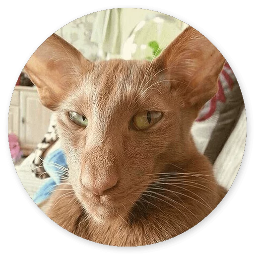 animal domestic cat mammal