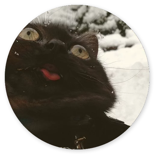 small to medium-sized cats felidae whiskers