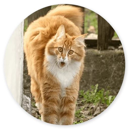 animal mammal felidae