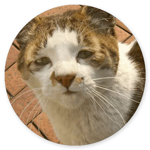 mammal animal whiskers