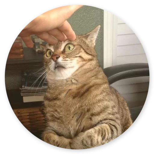 Стикер stpcts2 - 1