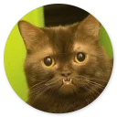 Sticker Stupid Cats 2
(@O12345654321O) - 6